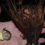 Sclerosperma mannii Frucht