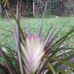 Wallisia anceps Flower