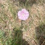 Convolvulus cantabricaFlower