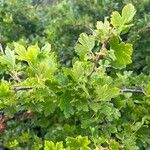 Ribes inerme Облик