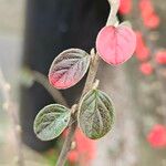 Cotoneaster franchetii পাতা