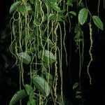 Peperomia macrostachyos Staniste