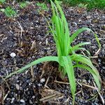 Sorghum bicolor Habit