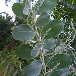 Acacia podalyriifolia Blatt