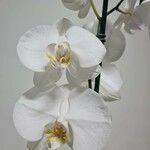 Phalaenopsis amabilisÇiçek