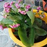 Kalanchoe blossfeldianaLeaf