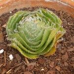Crassula barbata Hoja