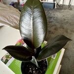 Ficus elasticaBlad