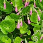 Oxalis articulata Flower