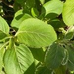 Plectranthus barbatus Levél