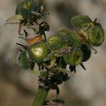 Cynoglossum magellense Fruto