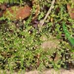 Arenaria serpyllifolia Fulla