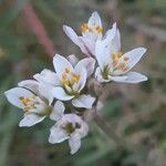 Nothoscordum gracile പുഷ്പം