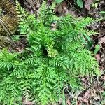 Asplenium cuneifolium Blatt