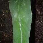 Asplenium subintegrum Лист