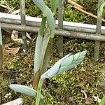 Polygonatum odoratum Blad