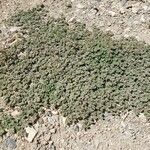 Euphorbia albomarginata عادت داشتن