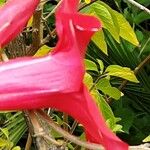 Mandevilla sanderi 花