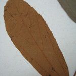 Lueheopsis rosea Diğer