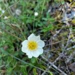 Dryas octopetalaBlodyn