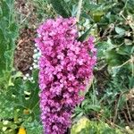 Buddleja davidiiBloem