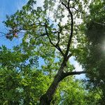 Cinnamomum camphora Habitus