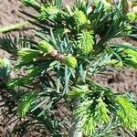 Abies lasiocarpa Likasa