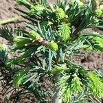 Abies lasiocarpa برگ