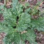 Mandragora officinarum Deilen