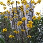 Handroanthus chrysanthus 形态