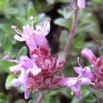 Thymus praecox Blüte