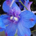 Delphinium grandiflorum Квітка