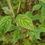 Pycnanthemum incanum Leaf