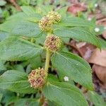 Euphorbia hirta Flor