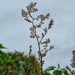 Fallopia baldschuanica Habit