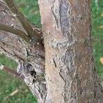 Caragana halodendron Bark