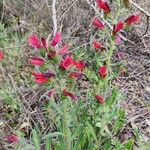 Echium creticum फूल