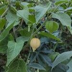 Physalis pubescens Frucht