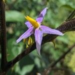 Solanum subinerme Flower