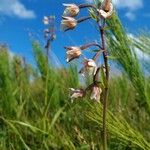 Epipactis palustris Blüte