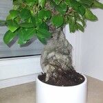 Ficus microcarpa Květ