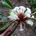 Pittosporum verrucosum Floare