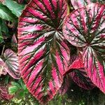 Begonia brevirimosa Leaf