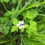 Geranium aculeolatum Leaf