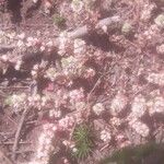 Illecebrum verticillatum फूल