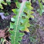 Sonchus congestus Frunză