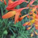 Crocosmia x crocosmiiflora Flor