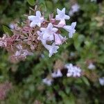 Vesalea grandifolia Blomma