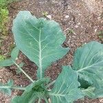 Brassica oleraceaഇല