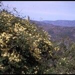 Clematis lasiantha Habit